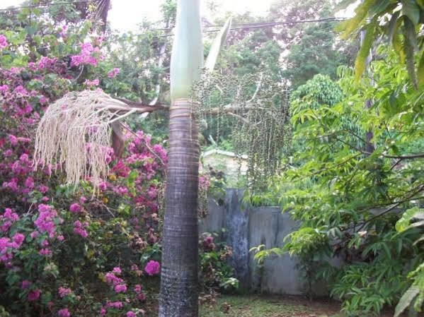 Marl Self Catering Holiday home Pointe La Rue